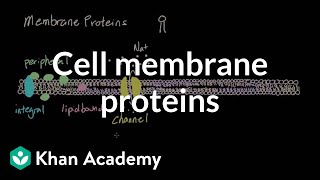 Functions of Proteins in the Cell Membrane [upl. by Tamiko350]