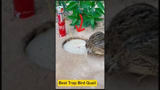 Easy Trap  Creative DIY Trap  Quail Trap shorts youtubeshorts [upl. by Tronna]