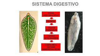 Trematodos [upl. by Dasha]