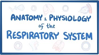 Anatomy and physiology of the respiratory system [upl. by Ireg]