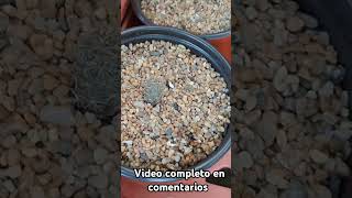 Lophophora cactus cactus beauty tips cactusysuculentas [upl. by Yelrahs562]