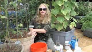 How to Grow Container Cucumbers by Nurse Amy [upl. by Ehud]