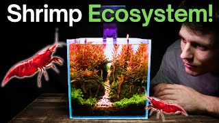 I Made a Nano Shrimp Aquarium Here’s How [upl. by Beuthel]