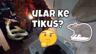 ULAR KE TIKUSABANG BOMBA KELUAR KES  KHIDMAT KHAS ULAR [upl. by Edny742]