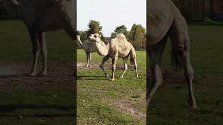 Fascinating Facts About Camels Masters of the Desert [upl. by Nepean]