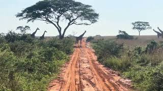 Murchison Falls National Park [upl. by Worthington165]