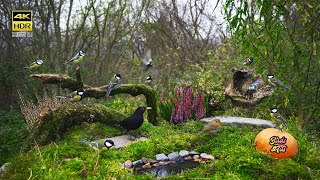 Cat tv 😻 Autumn birds 🐦 4K HDR 🐶 PET tv [upl. by Anahsor531]