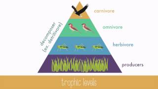 Energy Transfer in Trophic Levels [upl. by Ilarrold]