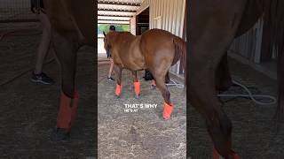 STRINGHALT SEVERE CASE HELPING THIS HORSE WITH PEMF horsecare equinebodywork [upl. by Conias]