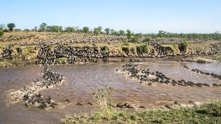 Wildebeest Migration Timelapse [upl. by Ardnovahs]