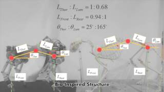 Bioinspired Quadruped System Sprinter [upl. by Eislrahc]