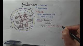 NUCLEOPLASM STRUCTURE FUNCTION [upl. by Alyel504]