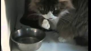 Pets That Drink Too Much Water Cat Diabetes 2 of 3 [upl. by Anak]