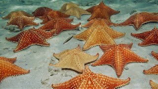 Cushion Starfish [upl. by Raviv753]