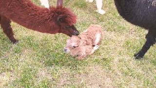 【ALPACA DIARY】黄金色のアルパカが生まれました Nuovo arrivato  a baby is born [upl. by Haley]