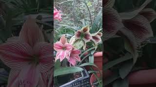 Jardín de hippeastrum amaryllis amaryllis flowers hippeastrum [upl. by Flann]