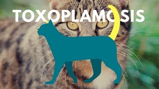 Toxoplasma gondii ❤ [upl. by Anaitak809]