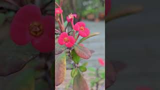 Euphorbia milii Crown of Thorns succulents houseplants plants [upl. by Erminie]