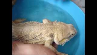 Pogona vitticeps  Water part 3  Amalgation [upl. by Clarette]