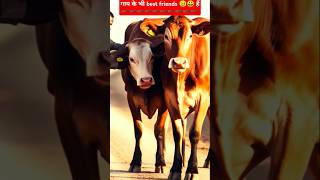 गाय के Amazing Fact। Animal Fact। shorts shortsfeed cow facts FactsMine [upl. by Stent]