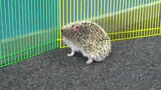 Hedgehog with double amputated back legs takes first steps postsurgery [upl. by Atilrahc]