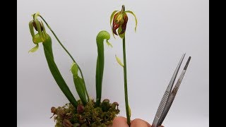 11 Darlingtonia californica Kobralilie bestäuben so wird´s gemacht  Karnivoren  Green Jaws [upl. by Yessydo]