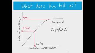 AS Biology  The MichaelisMenten Constant Km [upl. by Annoek132]