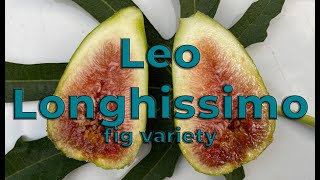 Fig Variety Review Leo Longhissimo  A StellaDalmatie type fig variety [upl. by Nire]