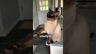 I Tried a Steam Brush on my Feisty Cat 😳 [upl. by Buxton68]