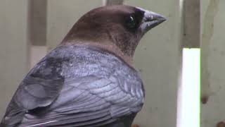 Brown Headed Cowbird Flock  Mini Documentary [upl. by Luahs]