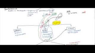 06 Growth Hormone and Insulin Like Growth Factor IGF  Gigantism and Acromegaly [upl. by Adnaval]