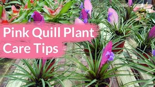 Pink Quill Plant Care Tips The Tillandsia with The Big Bloom  Joy Us Garden [upl. by Doowle768]