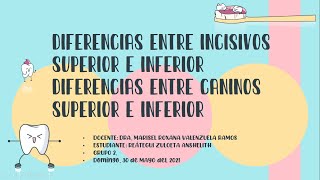 DIFERENCIA ENTRE INCISIVOS SUPERIORES E INFERIORES DIFERENCIA ENTRE CANINOS SUPERIORES E INFERIORES [upl. by Dyche842]