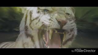 ARMIES VS WHITE TIGERROAR THE TIGERS OF THE SUNDERBAN [upl. by Annirac]