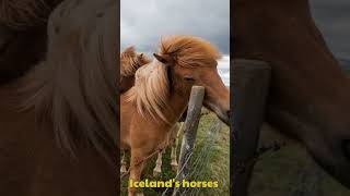 🐎 Did you know Icelands horses have a unique gait called tölt [upl. by Delmar785]