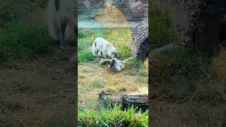 Rescued Arctic fox Sven plays with new fox friend Freya [upl. by Ungley]