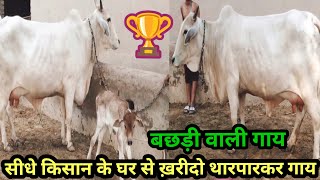 थारपारकर गाय ख़रीदो सीधे किसान से। tharparkar cow tharparkar gayTop Class Tharparkar Cow For Sale [upl. by Ramedlab]