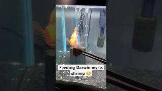 Feeding my blood red parrot cichlid mysis shrimp [upl. by Murray]