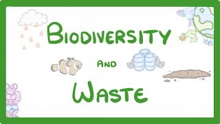 GCSE Biology  How Human Waste Reduces Biodiversity  Explained 89 [upl. by Atinat]