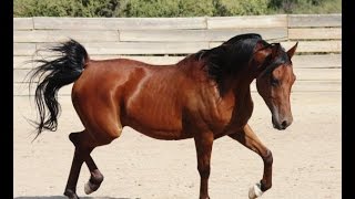 Historia del Caballo  TvAgro por Juan Gonzalo Angel [upl. by Siffre327]