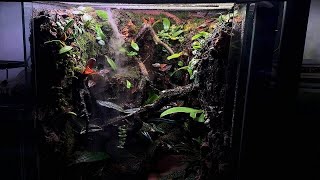 FLYING FROG PALUDARIUM [upl. by Ettennal]