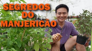 6 Dicas para Cultivar MANJERICÃO [upl. by Nirehtak]