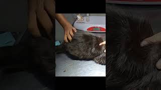 cat bathing at home cat tips for manomi cat lovers [upl. by Adnwahsat]