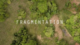 Seed Dispersal and Habitat Fragmentation  HHMI BioInteractive Video [upl. by Airod]