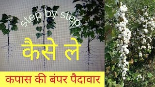 Cotton crop cultivation  kapas ki kheti कैसे करें  by wd [upl. by Ynnor]