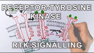 Receptor Tyrosine Kinase  RTK Signalling [upl. by Uri152]