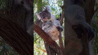 Cute koala scratching its body on the tree 🌲 shorts koala anime shortvideo trending [upl. by Borlow]