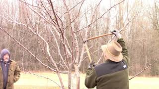 BWCD Plum Tree Pruning With MSU Extension Fruit Educator Bob Tritten [upl. by Annaya]