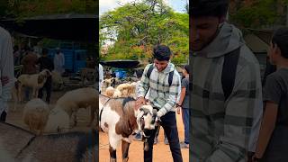 Chamrajpet Bangalore Bakrid 2024 bakrid2024 sheepmarket sheepmarketbangalore [upl. by Betsy]