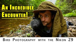 Photographing Waterthrush Part 2 Amazing encounter with Mergansers  Bird Photography with Nikon Z9 [upl. by Gershom]